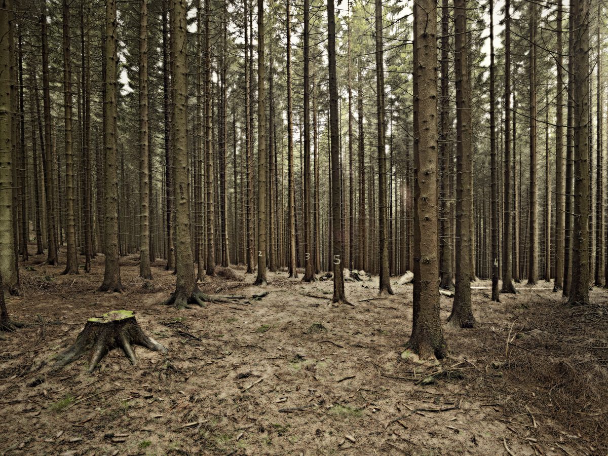 Der Deutsche Wald visuelle.design